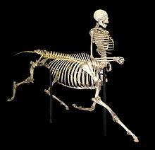 Perfect transition food. And if you like duck but are on the fence about beaver, try platypus.