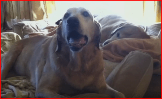 kevin smith's dogs scully and mulder.PNG